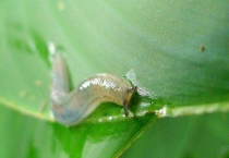 鼻涕虫白天去哪了