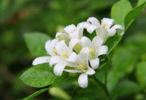 夜来香昼夜的变化