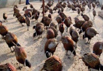 特种养殖 附养殖特点