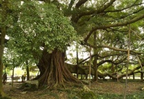 榕树的养殖方法和注意事项