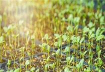 最有效催芽多久？