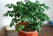 幸运树是什么？