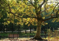 关于梧桐树的资料介绍