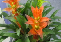 水塔花枯萎了怎么办？