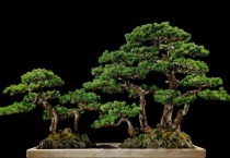 家里为何不能养松