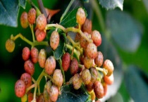 花椒树长什么样  有什么经济价值