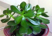 燕子掌可以水培吗？