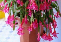 蟹爪兰刚栽上要不要马上浇水