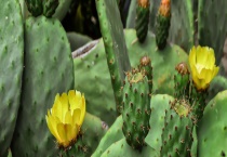 植物生长所需的基本条件有哪些 这六点很关键