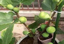 无花果能种在院子里吗？