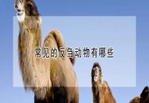 常见的反刍动物有哪些？