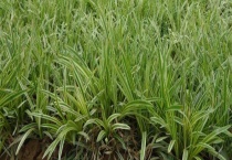 麦冬的产地分布 附生长习性