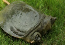 甲鱼苗多少钱一只 甲鱼的饲养管理