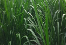 象草与甜象草有什么不同 甜象草有什么营养成分