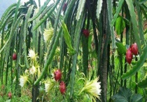 阳台火龙果的种植多久？