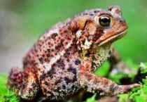 蛤蟆和蟾蜍有区别？吗？