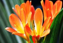 君子兰的繁殖方法和注意事项