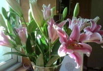 百合的花语与寓意是什么？