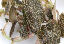 金线莲种植环境条件 对温度适应性强