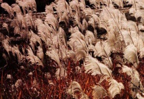 荻花和芦苇花的区别？