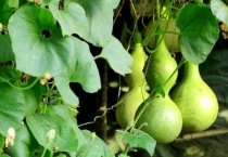 葫芦需要打叉枝吗？