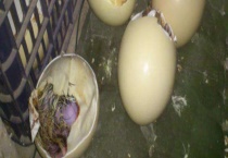 鸵鸟蛋孵化技术 孵化前消毒准备