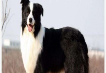 边境牧羊犬好养吗？有哪些性格特征