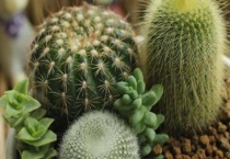 仙人球一年开几次花