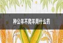 种公羊不爬羊用什么药
