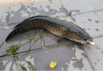 养10亩黑鱼的利润多少？