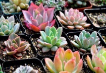 多肉植物怕冷吗它能接受多少度