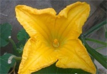 黄瓜只开雄花怎么办？