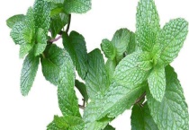 金银甜草又叫什么？