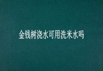 金钱树浇水可用洗米水吗？
