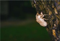 金蝉种植最佳多久？