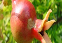 石榴树什么时候开花？什么时候成熟 为什么不开花