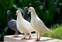 斑鸠和鸽子的区别？