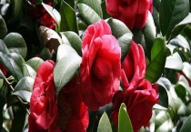 茶花掉叶子原因及解决方法 通风不畅有哪些危害