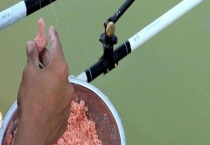 钓白鲢饵料选择 钓白鲢有哪些注意事项