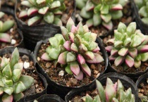 多肉吹雪之松锦怎么养