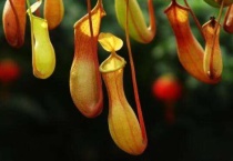 猪笼草怎么养才结笼子