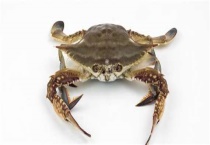 河蟹吃什么能养活家里