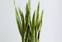 兰花主要品种有哪些 兰花白绢病的防治方法是什么？