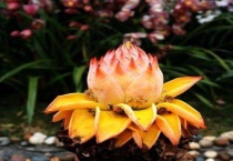 地涌金莲能活几年