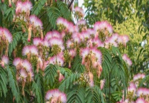 合欢属于常绿乔木还是落叶乔木 有何生长习性