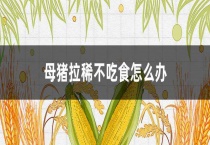 母猪拉稀不吃食怎么办？