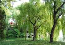 柳树适合在什么地方生长