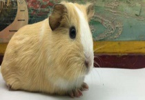 荷兰猪吃什么 不能吃什么？