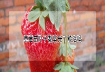 草莓苗叶子都剪光了能活吗？
