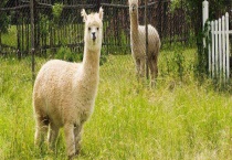 羊驼是什么动物 附分布范围和外形特征